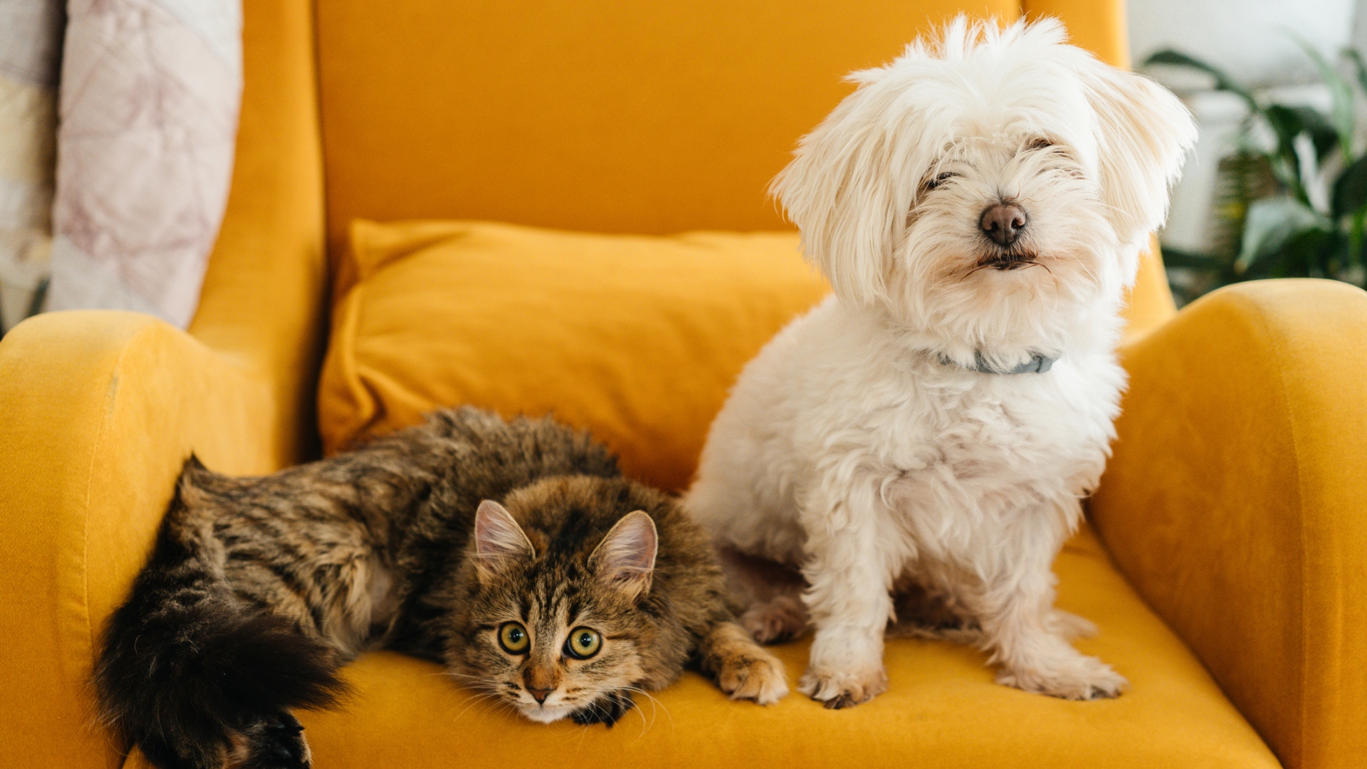 Veterinary doctor examining a patient